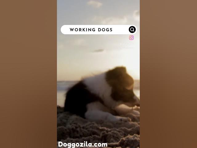'Video thumbnail for 🎯 Working Dogs - Doggozila.com🔗 #workingdogs #workingdogsofig #workingdogs #dogwork #workingdog'