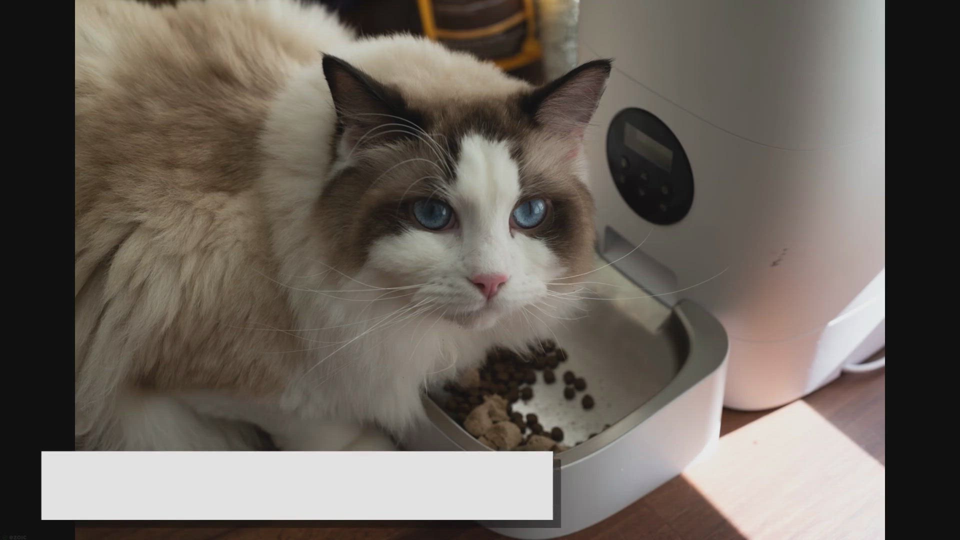 Video thumbnail for Ragdoll Food: A Complete Diet Chart for All Ages
