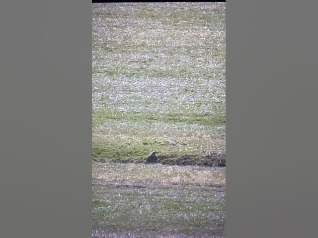 Video thumbnail for Woodchucking 2025 at the farm savage .223 at 318 yards