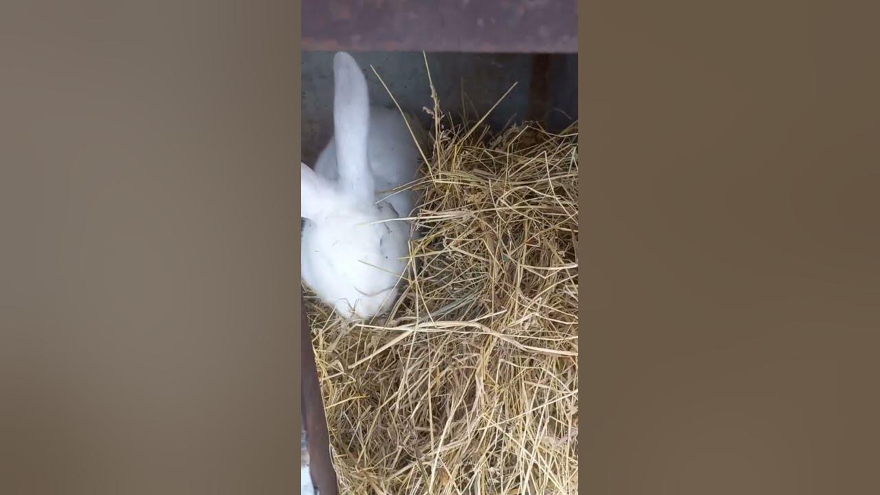 Video thumbnail for Adorable white rabbit😘🥰#shorts