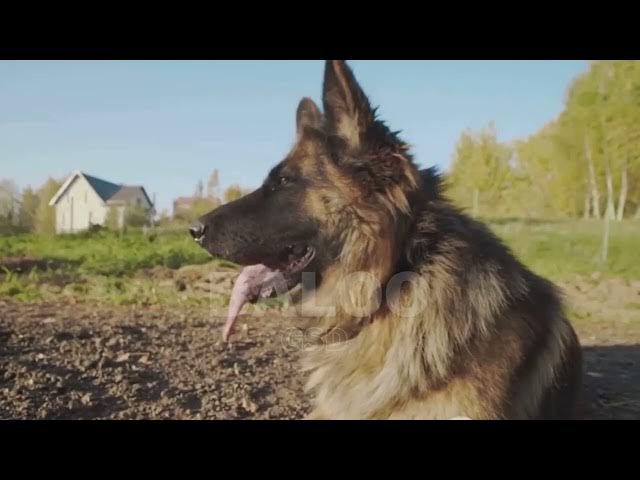 'Video thumbnail for Are German shepherds friendly?'