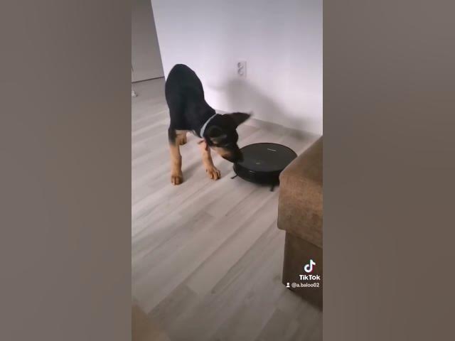 'Video thumbnail for robot vs Baloocreate#happydog #happy #dog #germanshepherd #gsdpuppy #gsd'