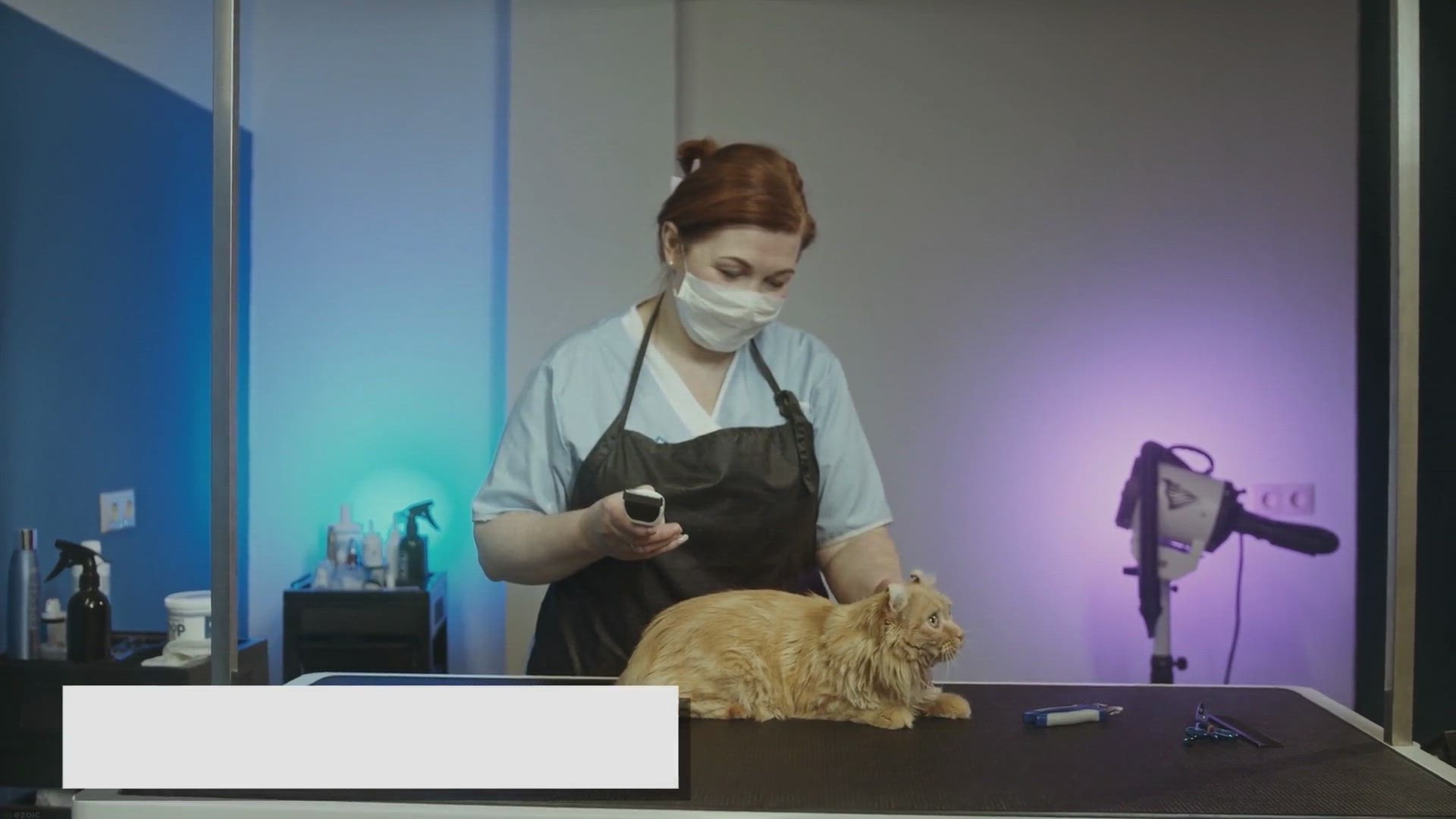 Video thumbnail for Ragdoll Cat Ear Care: Tips for Clean and Healthy Ears