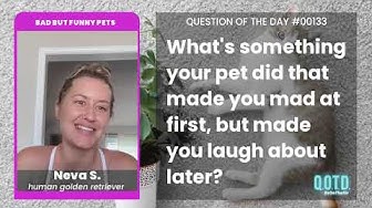 Video thumbnail for Neva's dog ate a whole stick of butter! Yummy!