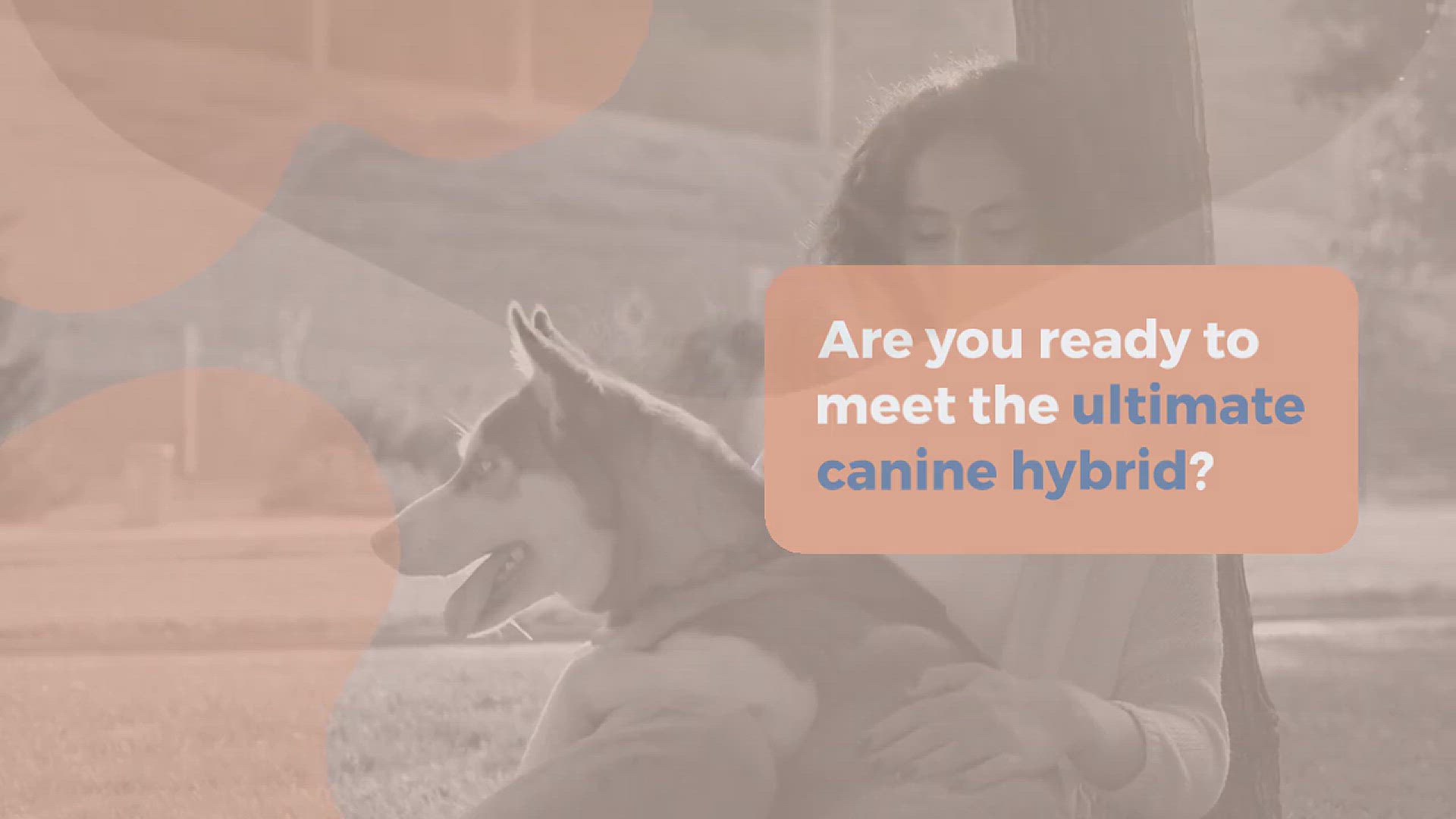 Video thumbnail for Mountain Cur Pitbull Mix: Strength, Brains, and Beauty, etc