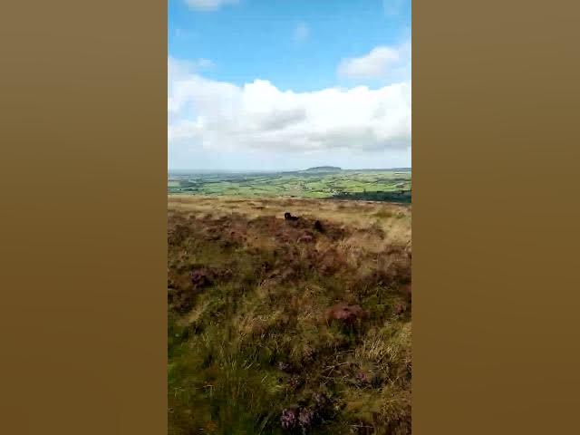 Video thumbnail for More shananigans from the wild pack of Cocker spaniels