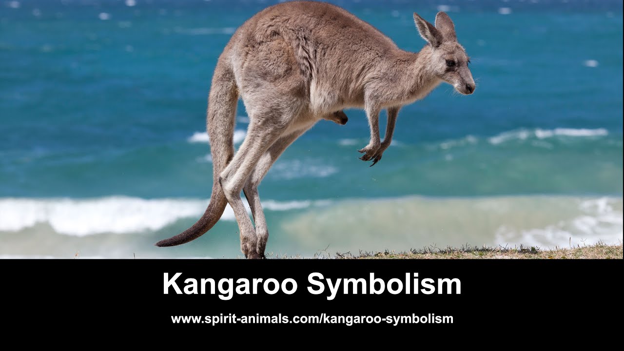 Video thumbnail for Kangaroo Symbolism