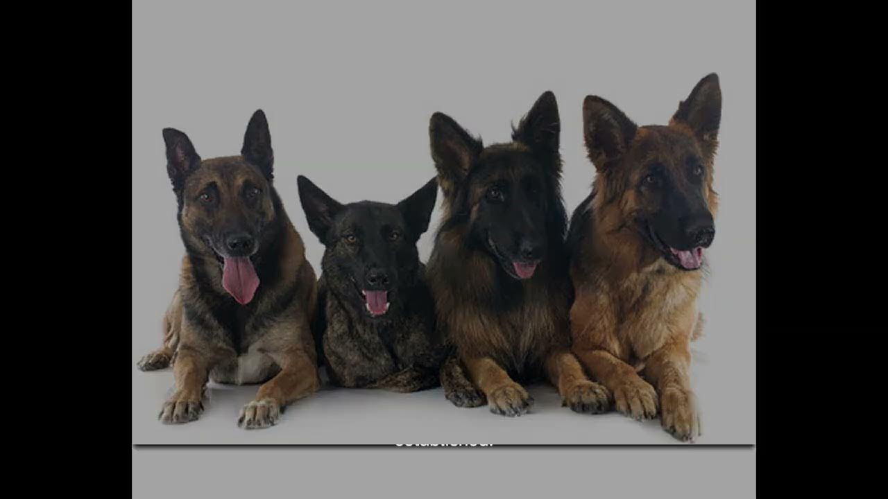 Video thumbnail for History of German Shephard