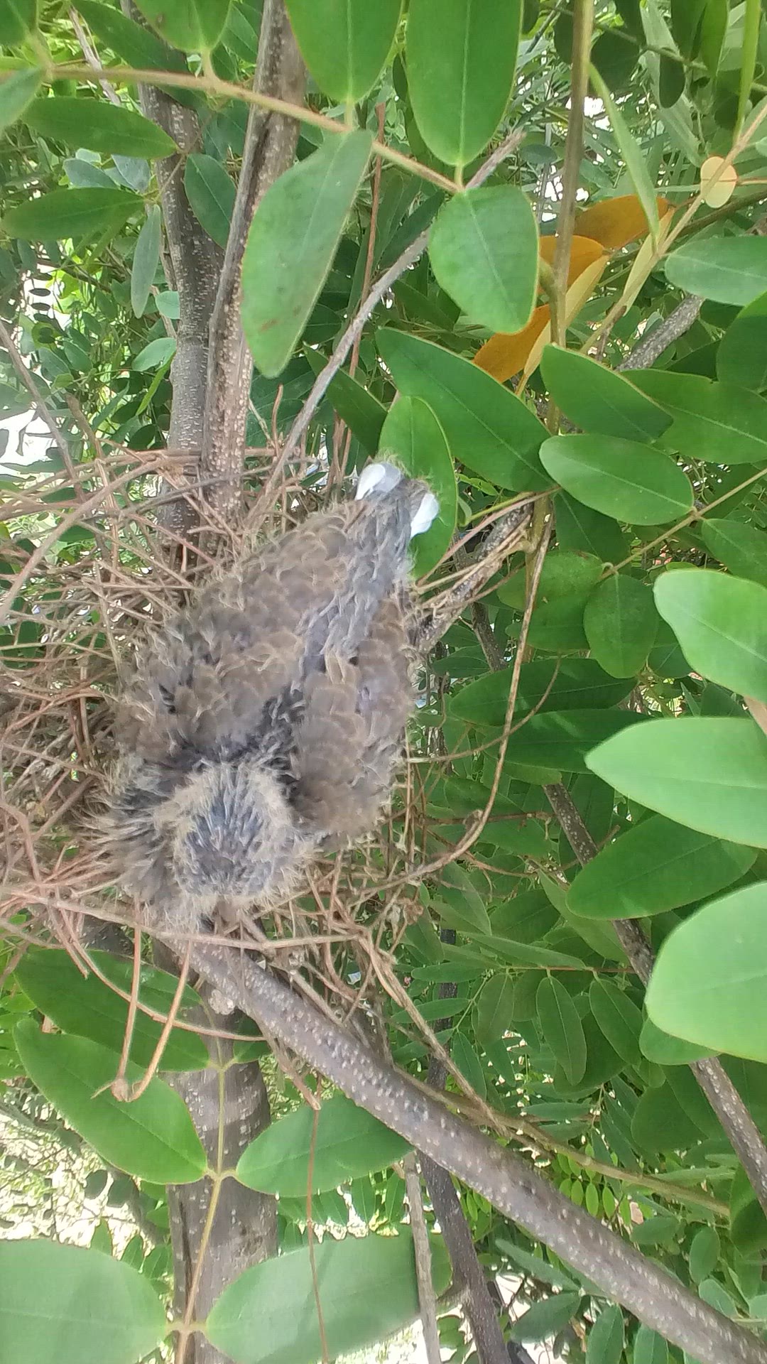 Video thumbnail for wild dove life #babybird #dove #dovebird #nestbird #shortbird #nestdove #birdeat #birdfeed