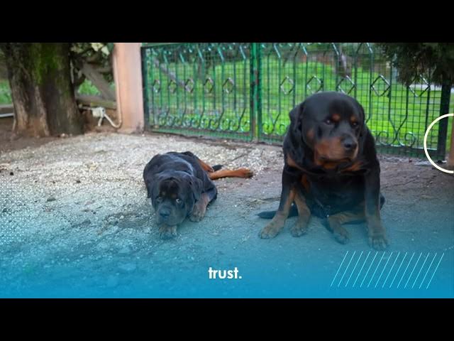 'Video thumbnail for German Shepherd Vs Rottweiler 2'