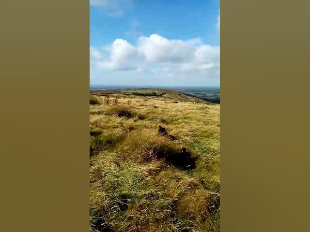 Video thumbnail for It's all gone bonkers. The Cocker spaniel pack.