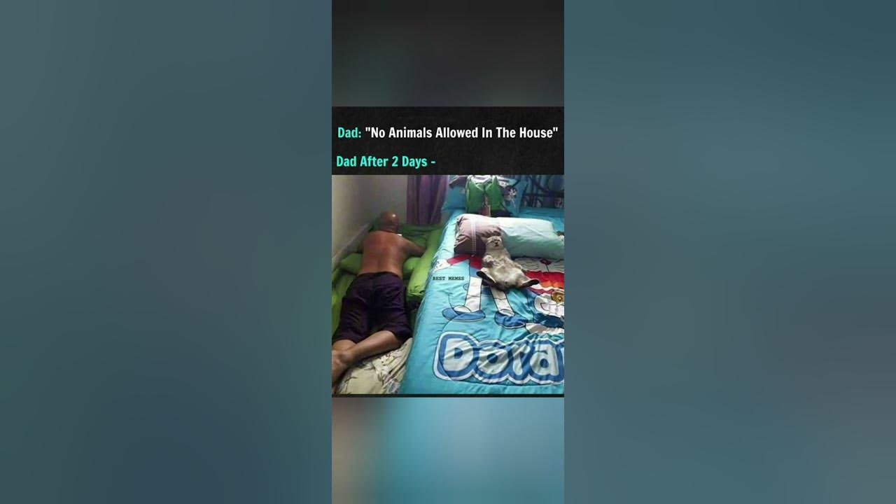 'Video thumbnail for funny memes that will make you laugh #497 || legend memes ||  funny relatable memes 😂 #clean #shorts'