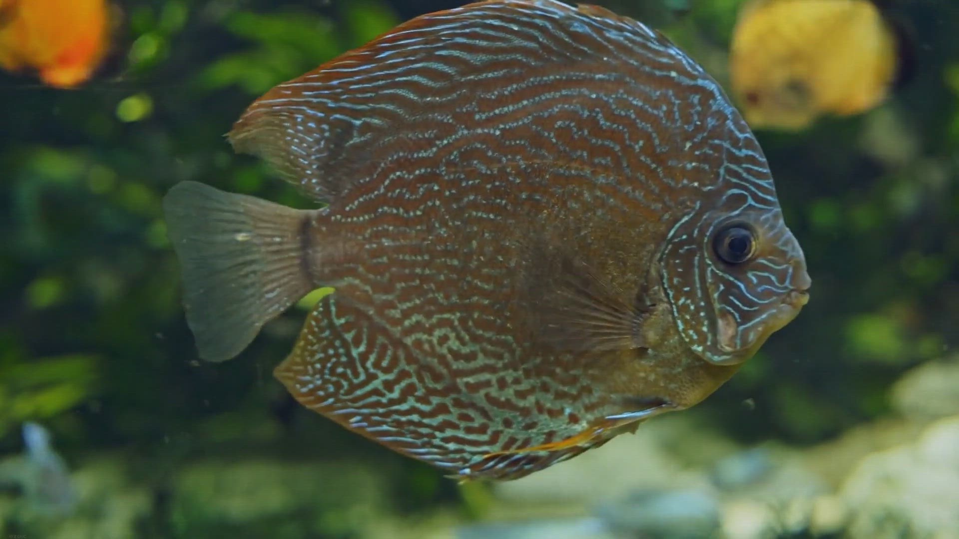 Video thumbnail for Discus Fish Care Guide: Tips for a Thriving Discus Aquarium