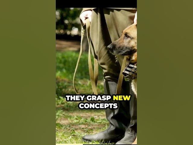 'Video thumbnail for The intelligence of German shepherds'
