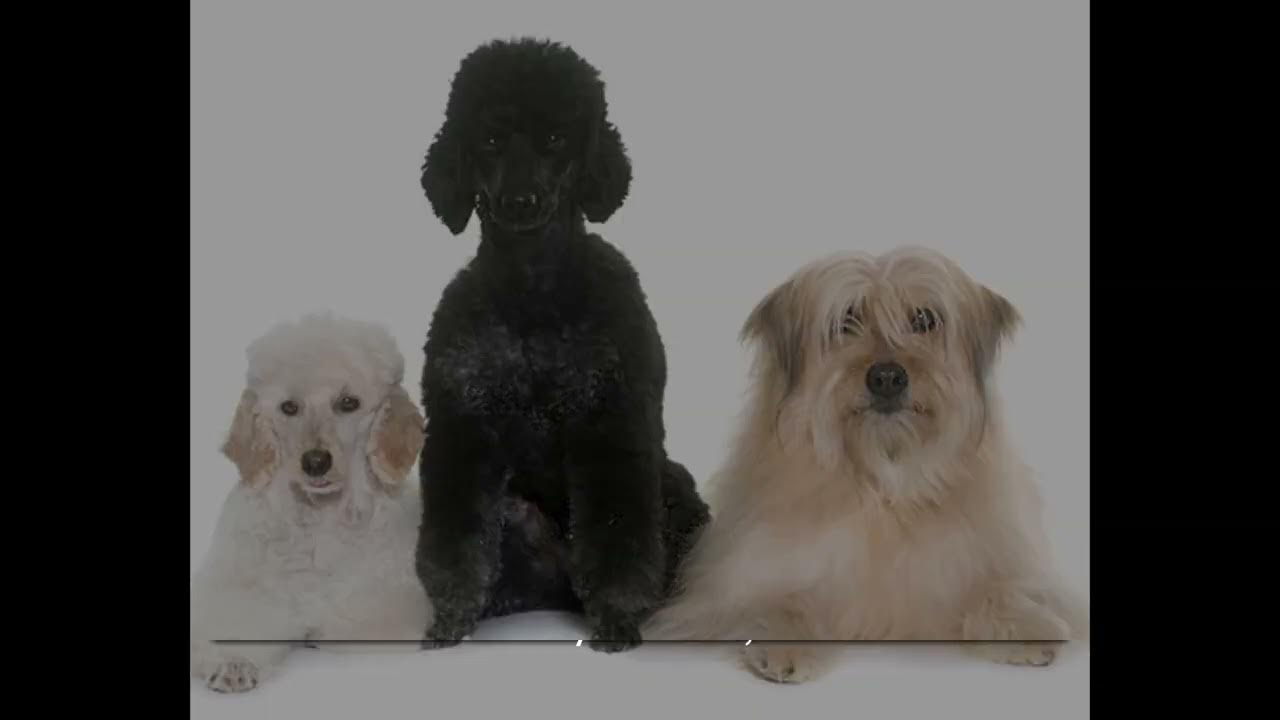 Video thumbnail for History of the Poodle