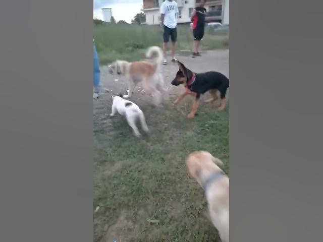 'Video thumbnail for #dog #happydog #happy #germanshepherd #gsdpuppy #gsd #puppy'