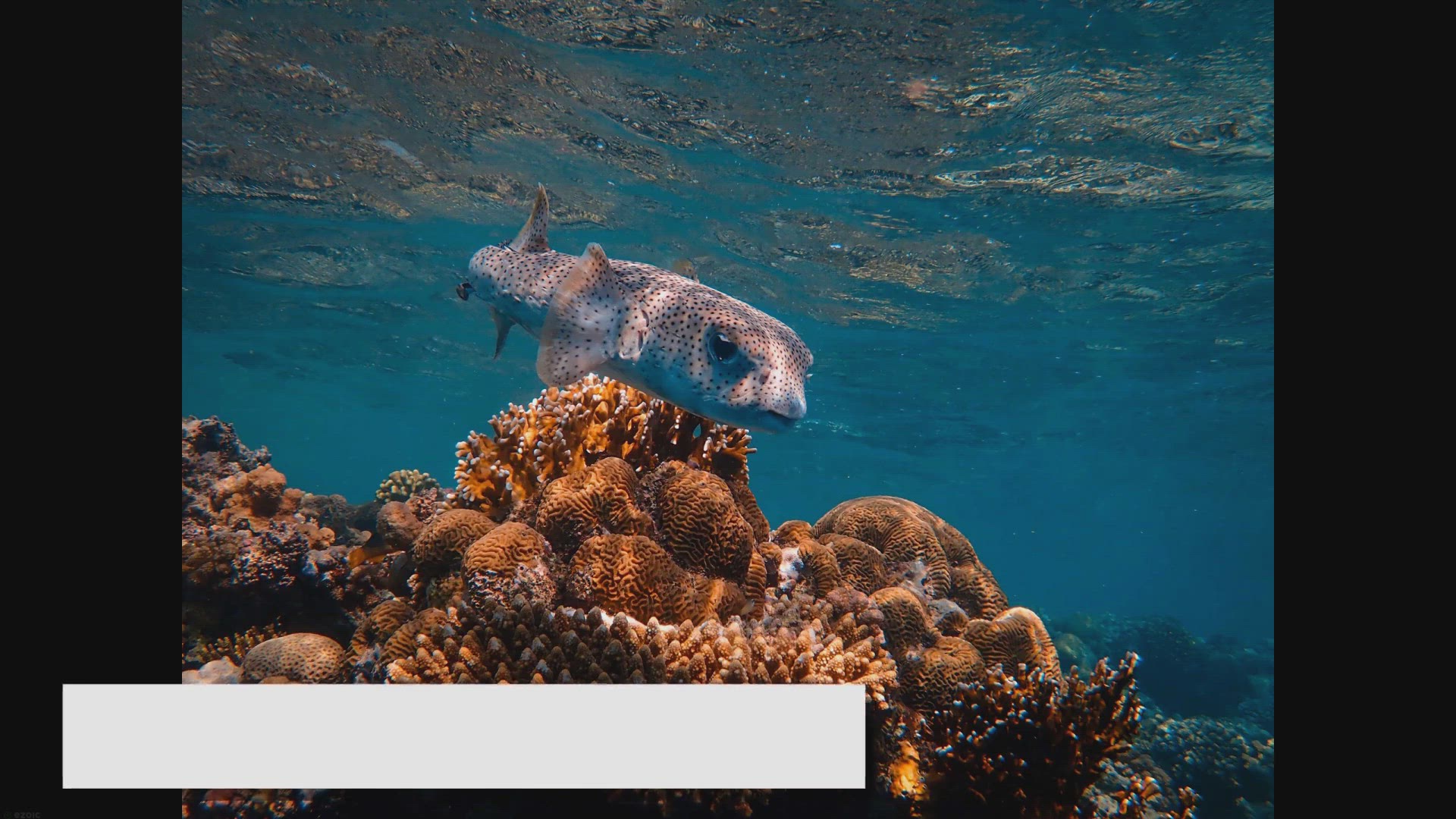 Video thumbnail for Saltwater Aquarium Setup: A Comprehensive Step-by-Step Guide