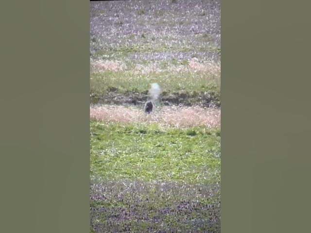 Video thumbnail for .204 ruger woodchuck back at it again