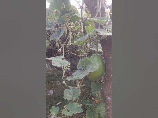 Video thumbnail for #Cute bottle gourd garden #shorts video