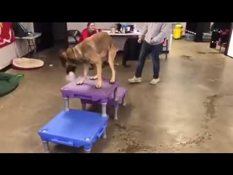 Video thumbnail for Dogs acting badly