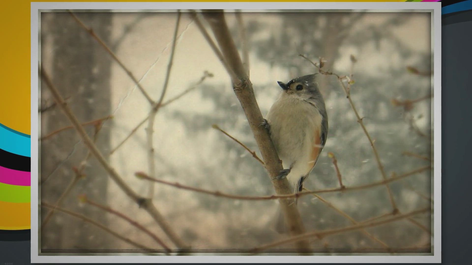 Video thumbnail for Identifying Winter Birds: A Comprehensive Guide