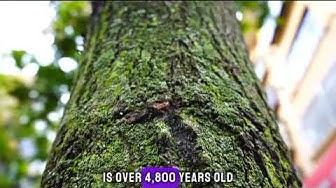 'Video thumbnail for Title: Fascinating Facts About Trees: Unveiling Nature's Wonders'