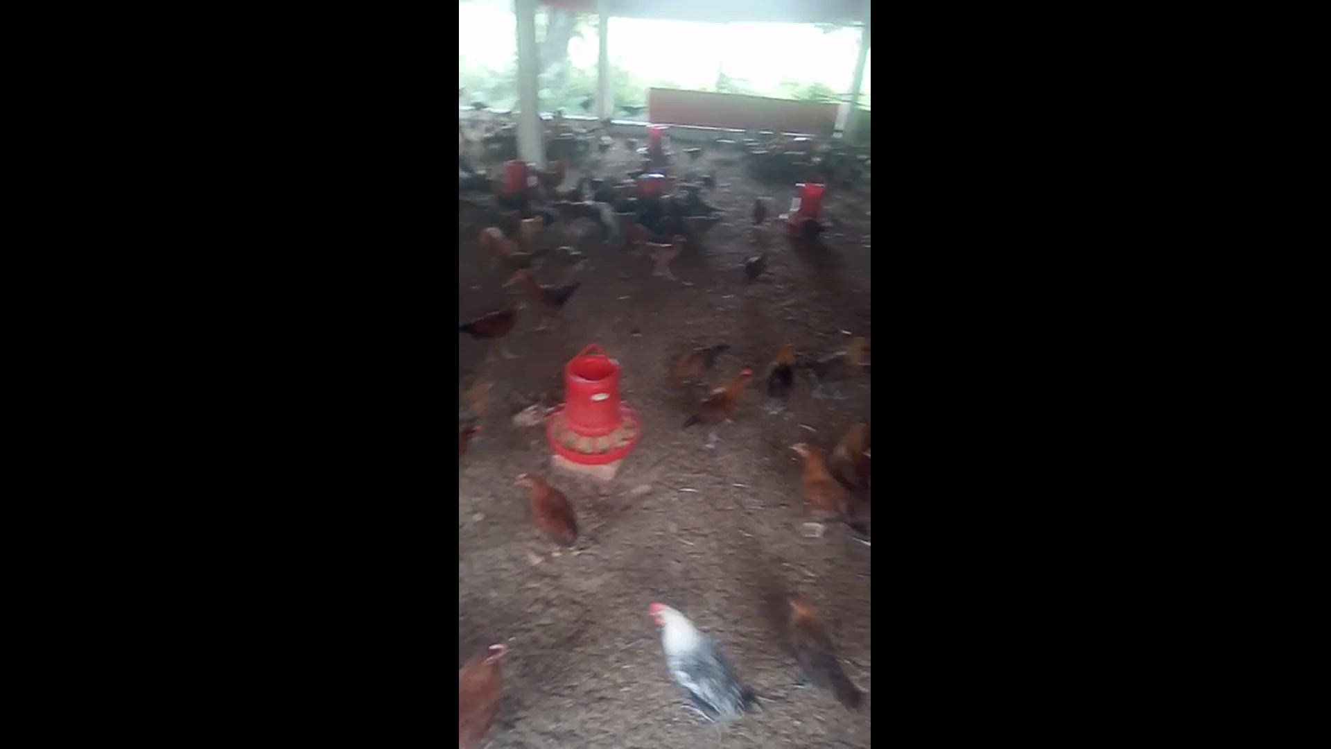 Video thumbnail for Poultry rearing farm