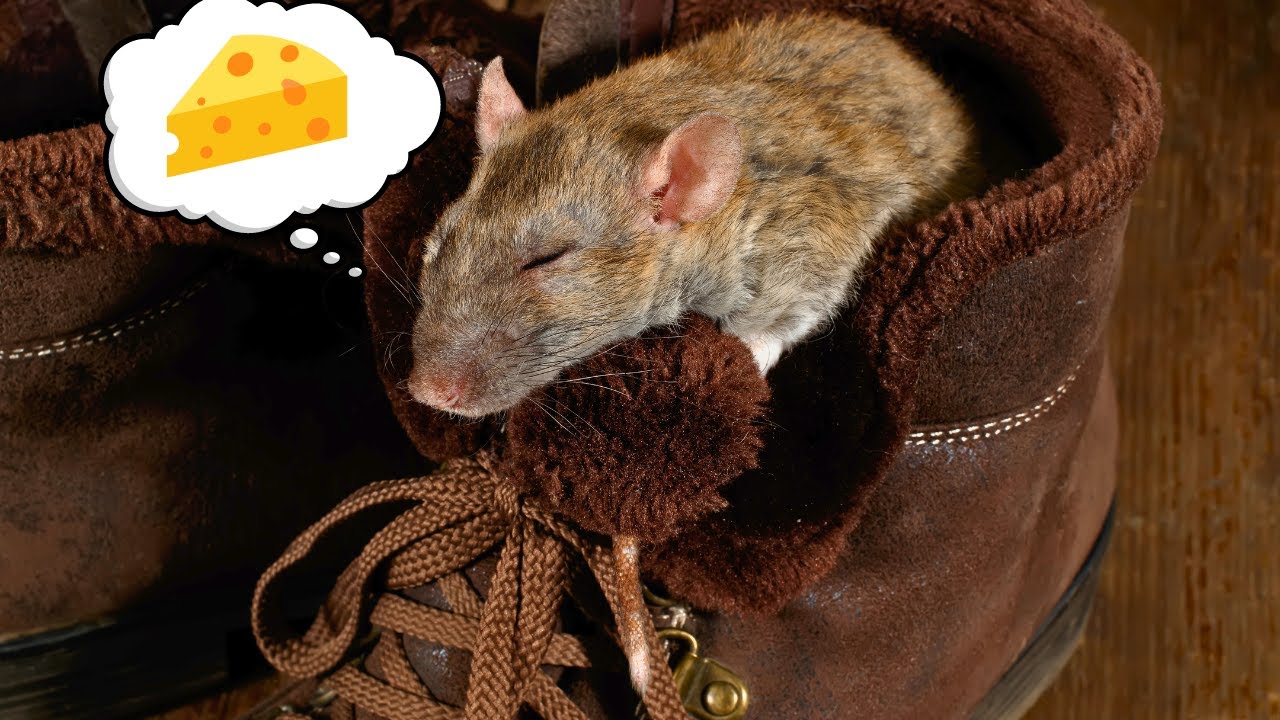 Video thumbnail for Do Rats Have Dreams & Nightmares? 🐀💤