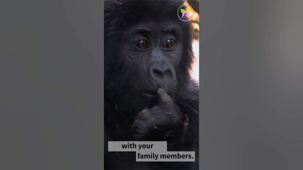 Video thumbnail for Gorilla Vertical