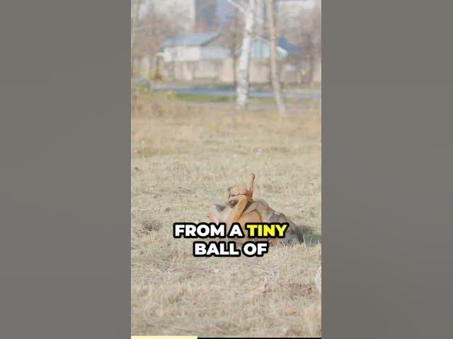 'Video thumbnail for The World of Paws German Shepherds'