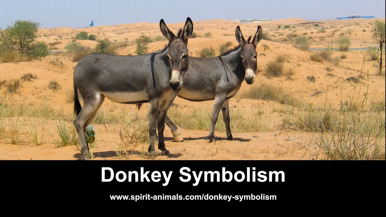 Donkey Symbolism, Dreams, and Messages - Spirit Animal Totems
