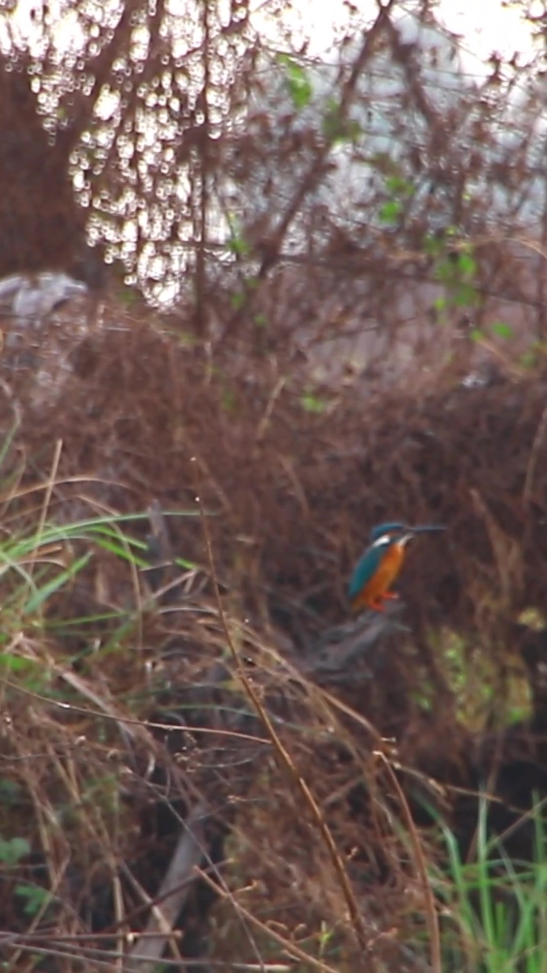 'Video thumbnail for Wild bird  4k | 71  #birdsWild'