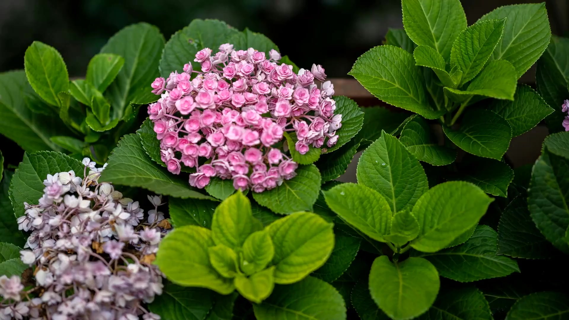 Video thumbnail for Hydrangea Pruning: Essential Tips for Healthy, Beautiful Blooms