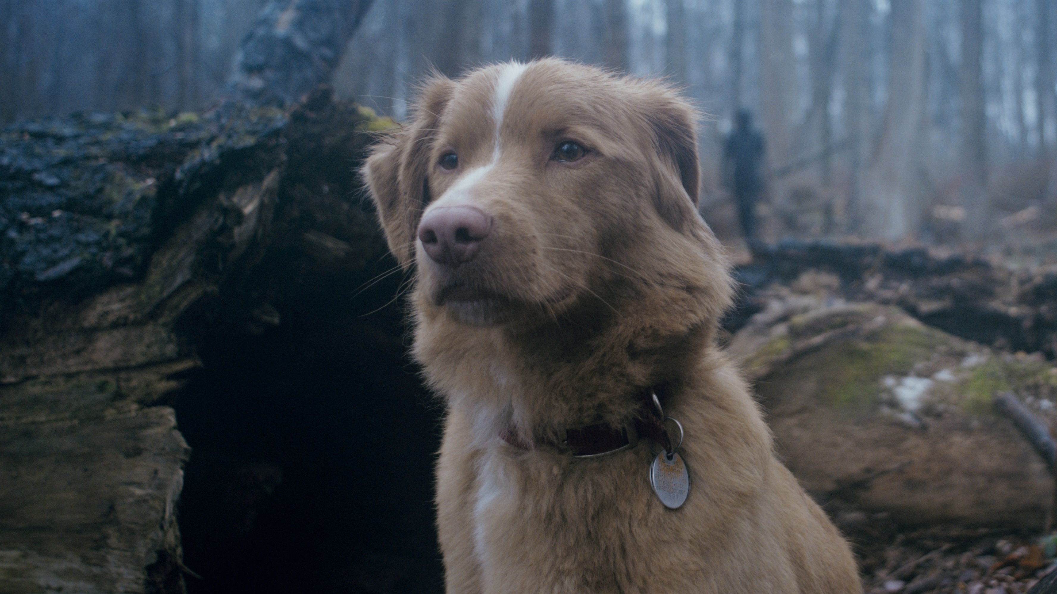 Video thumbnail for Frightening 'Good Boy' trailer will have you asking, 'Does the dog die?'