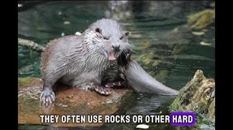 'Video thumbnail for "Otterly Adorable: 10 Surprising Fun Facts About Otters | Aquatic Antics"'