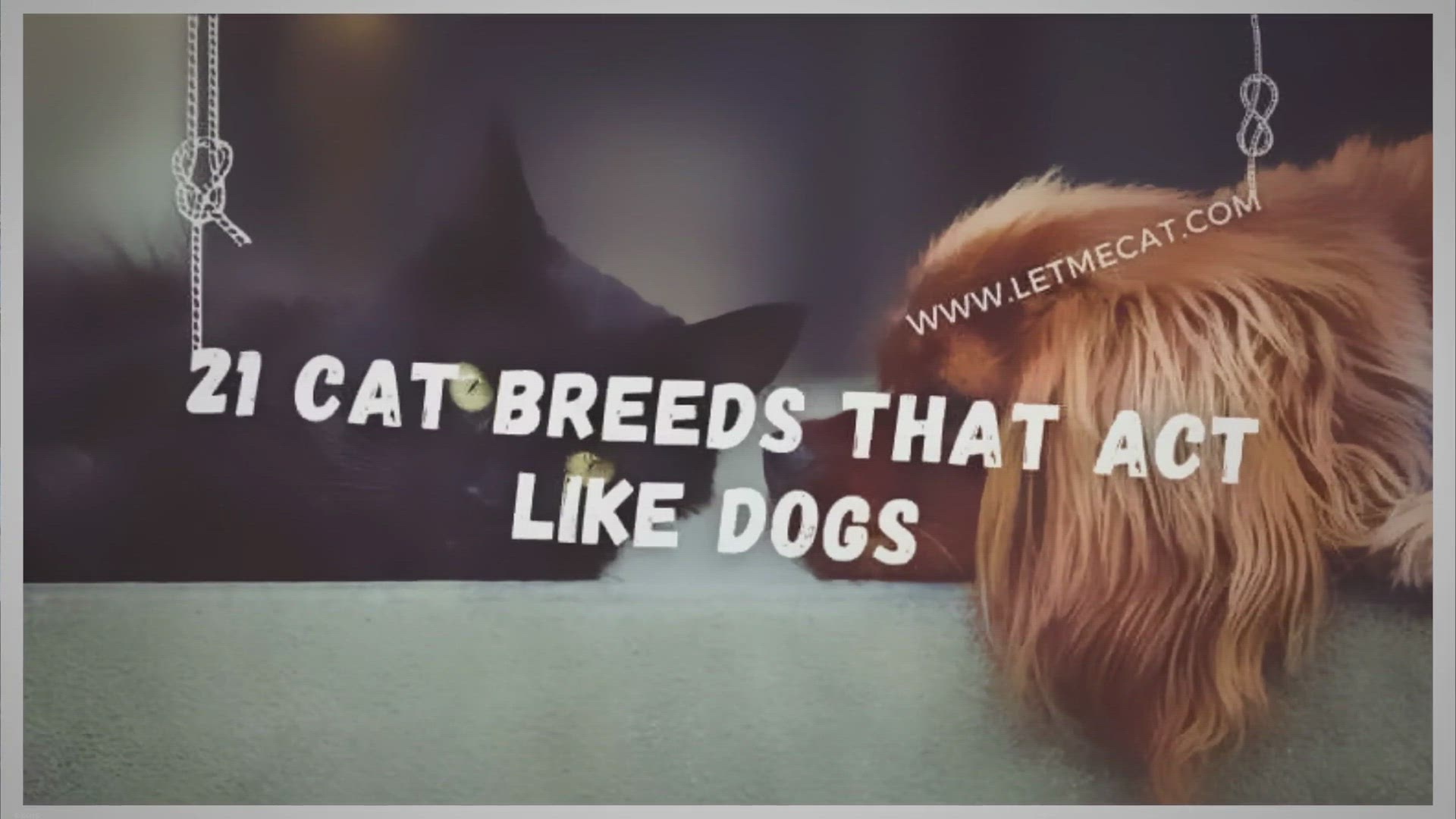 Video thumbnail for 21 Cat Breeds That Act Like Dogs [Why And How]