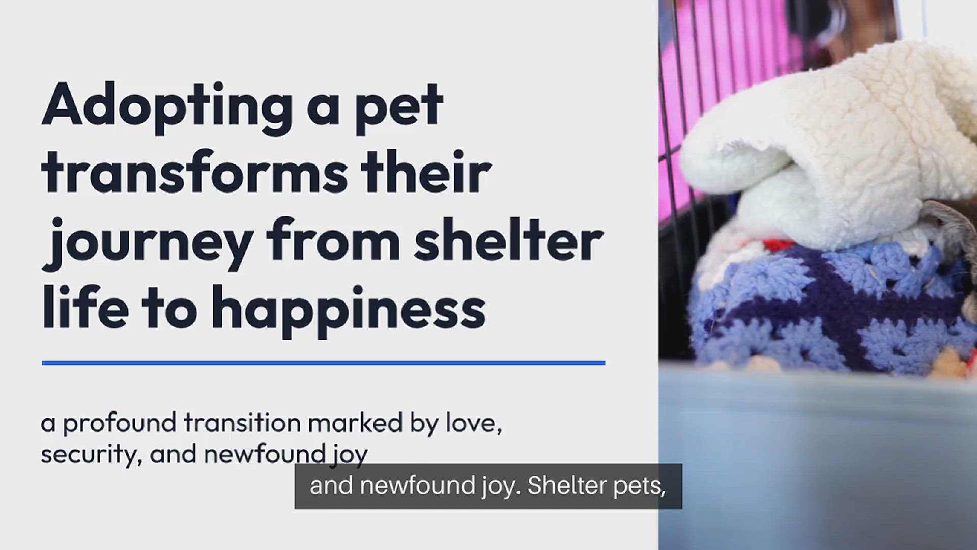 Video thumbnail for Adopting a Pet From Shelter to Happiness