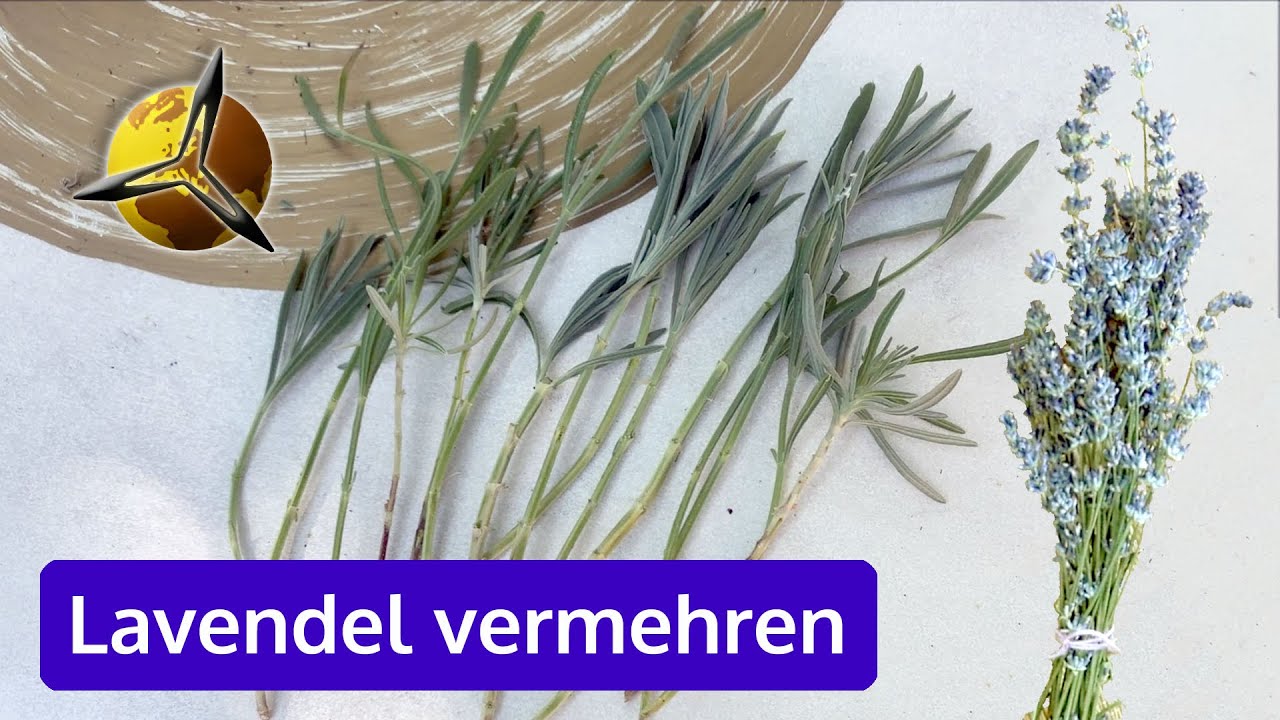 'Video thumbnail for Lavendel erfolgreich mit Stecklingen vermehren'
