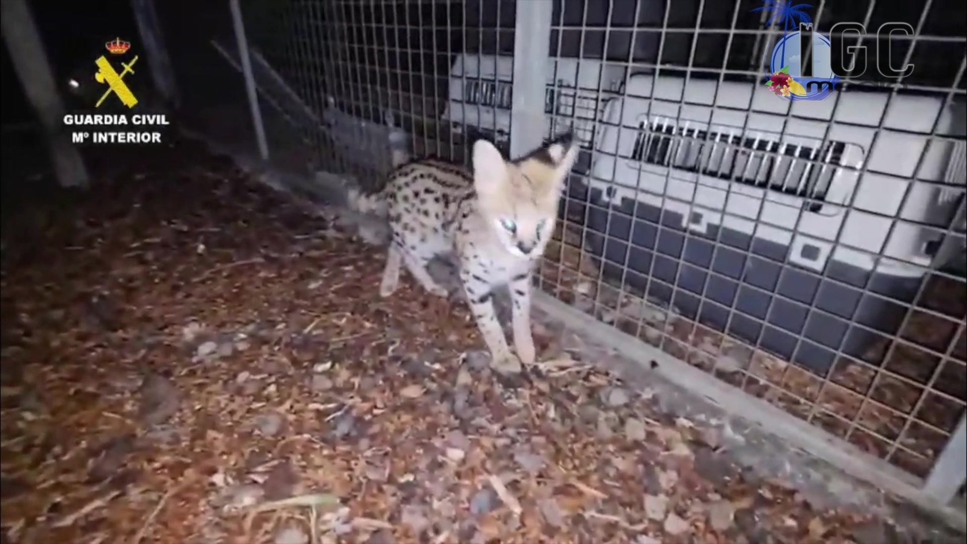 Video thumbnail for Servale in Las Palmas de Gran Canaria beschlagnahmt