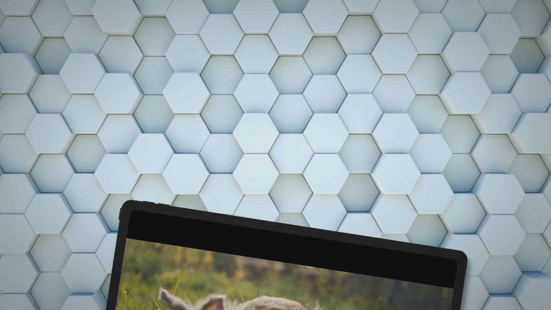 Video thumbnail for Are Rabbits Primary Consumers?