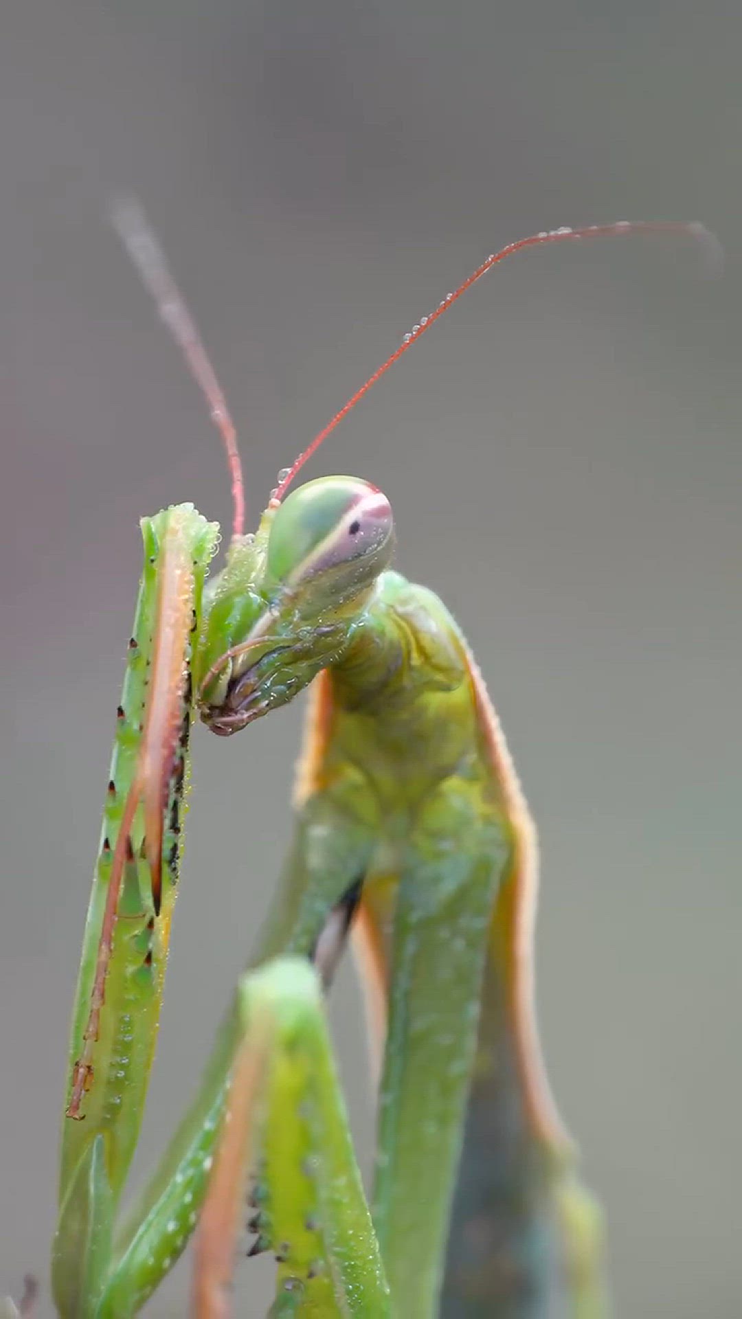 Video thumbnail for Even the most powerful predators need a moment of calm. The way this mantis wiped away the morning dew mad...iercest creatures take time to care for themselves, finding peace in the quiet moments before the day begins. Natural