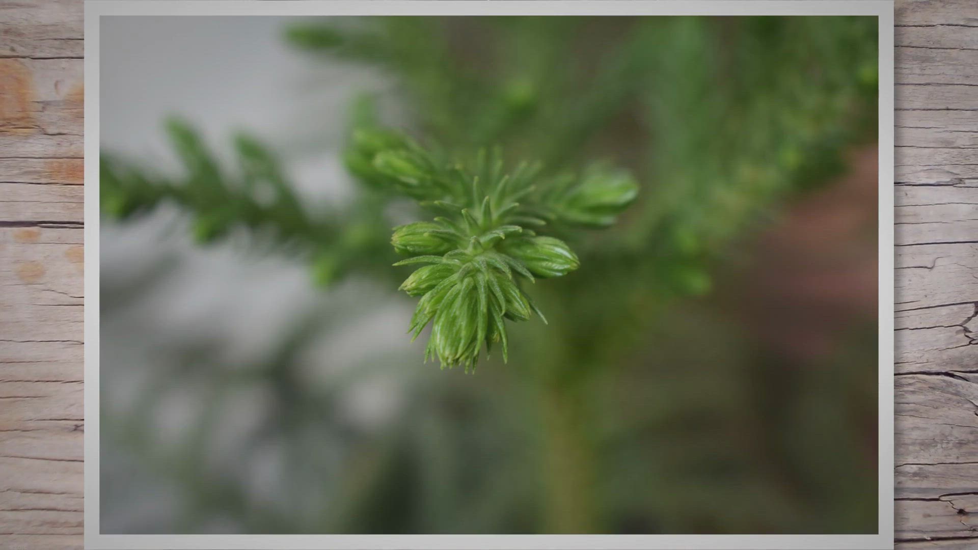 Video thumbnail for What is Lycopodium