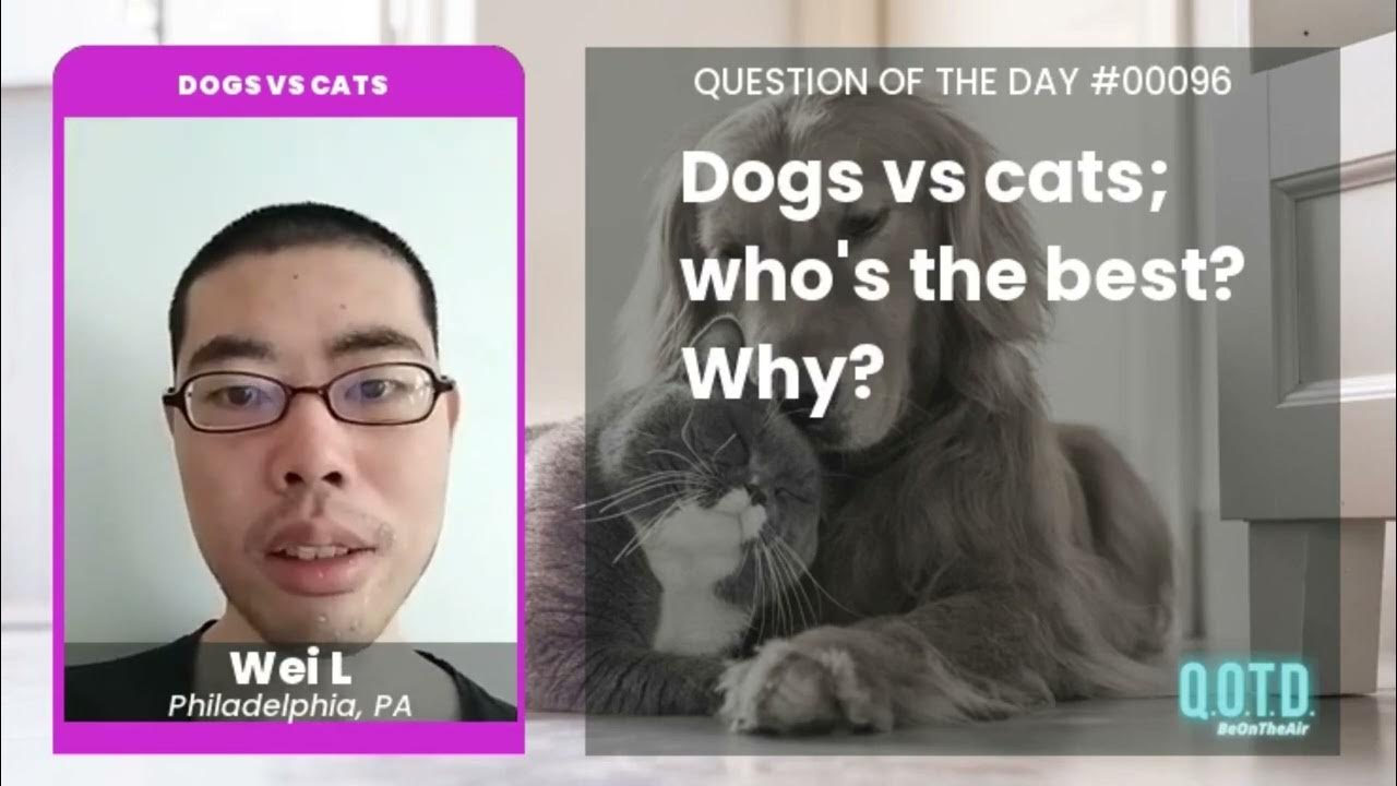 Video thumbnail for Wei says dogs are smarter, and better, than cats. Interesting!