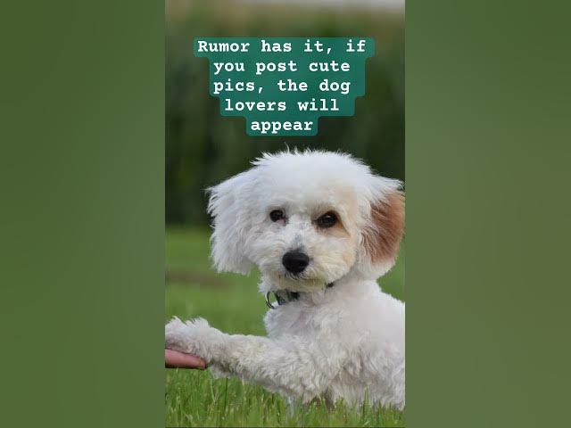 Video thumbnail for Where the dog lovers at? #shorts