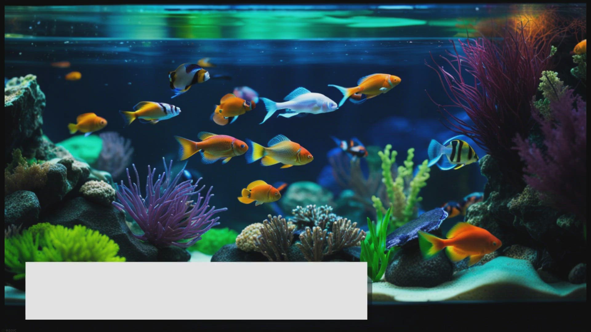 Video thumbnail for Best Fish Tank Filter Types: A Selection Guide