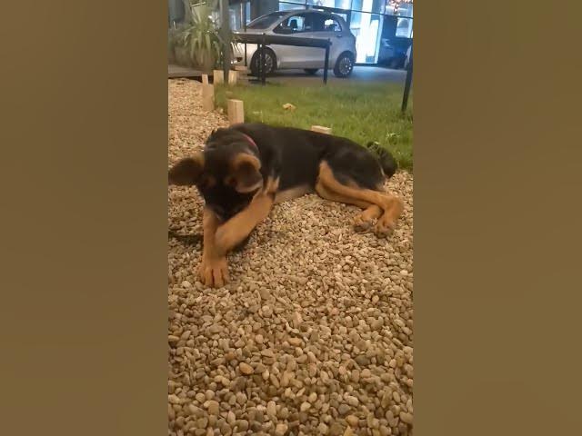 'Video thumbnail for #happydog #happy #woof #pet #puppy #germanshepherd #baloocreate #gsd #gsdpuppy'