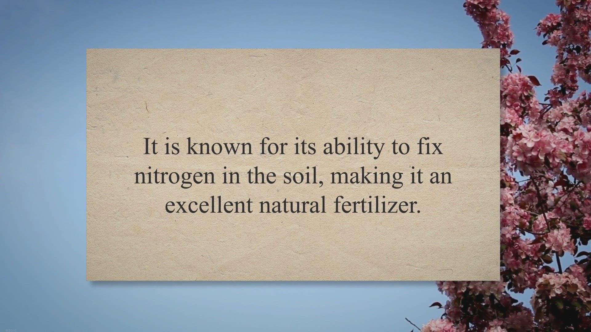 Video thumbnail for The Luck of the Clover: A Guide to Understanding and Utilizing its Meaning in Your Garden