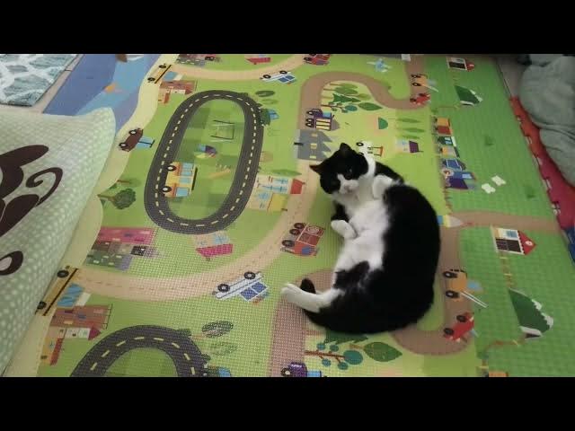Video thumbnail for Sheila comes to Florida for a visit! (Part 1) #catvideos #catshorts #catlovers #catrescue