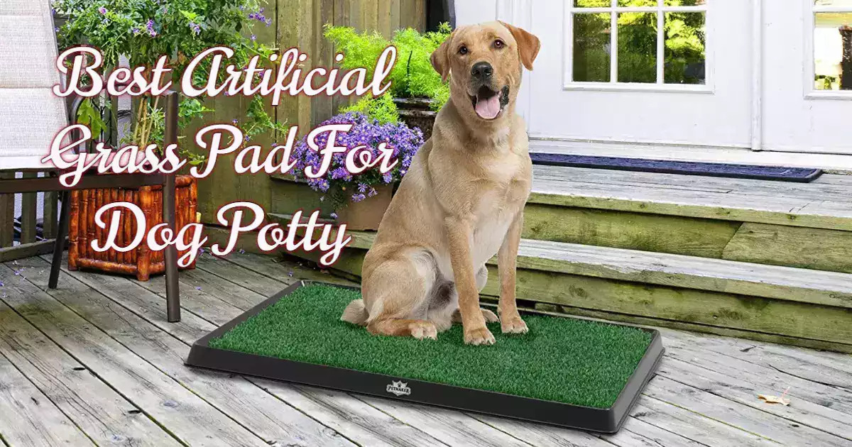 Video thumbnail for The Best Artificial Grass For Dog Potty