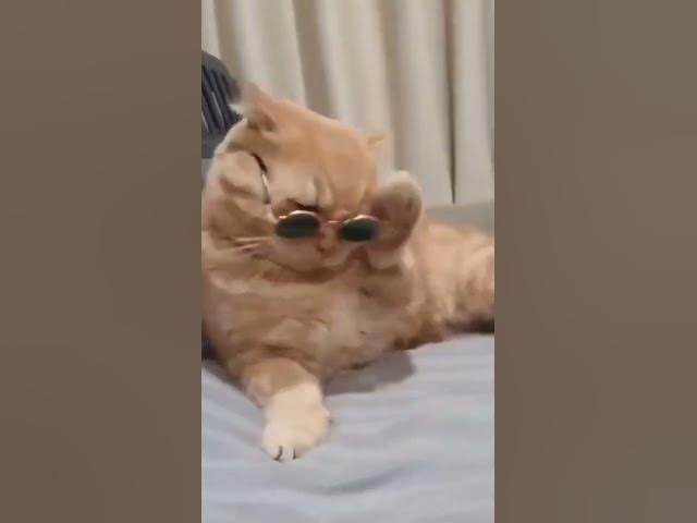 Video thumbnail for Créditos: @CUTE KATS #Shorts #cat #cute  #gatos